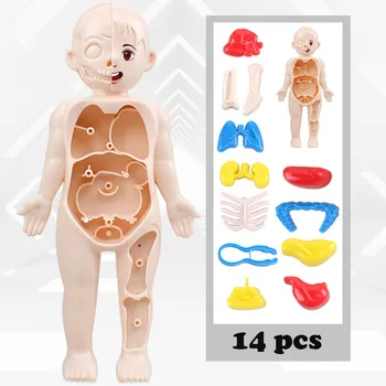 Lapsi Montessori 3D Palapeli ihmiskehon Anatomia Malli Koulutus-Oppimisen Urut Koottu Lelu elin Elin opetusvälineenä Lapsille